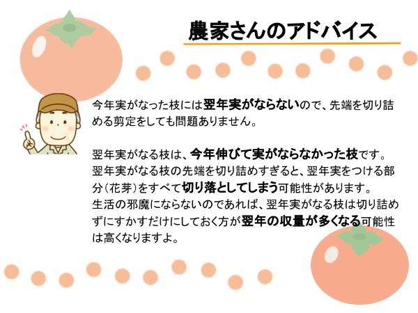 柿の栽培方法：柿の剪定